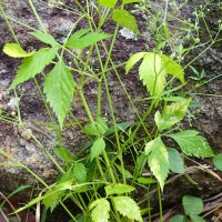 Pimpinella heyneana (DC.) Benth. & Hook.f.